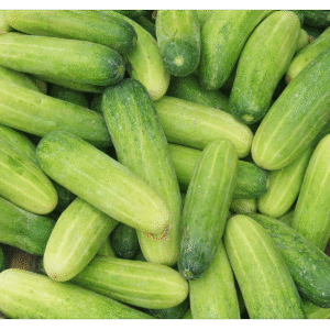 Cucumber
