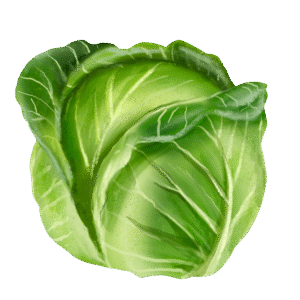 Cabbage